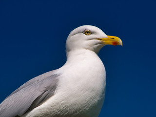 Seagull taken from the coast path near Stack Rocks in Pembrokeshire, Wales, UK