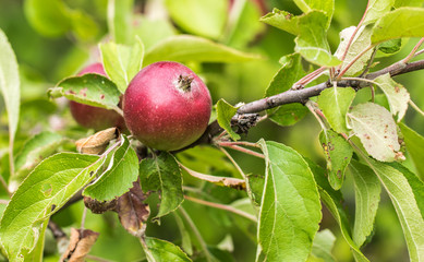 Apple closeup. Juicy, ripe, red apple hanging on a branch in the garden.