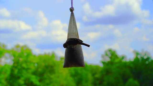 Birds Feeding On A Thistle Feeder, Timelapse