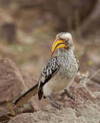 Yellow-Billed Hornbill in Kruger National Park, South Africa