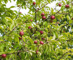 A branch of an apple tree with apples and leaves in the garden. Close-up of the fresh red apples on a tree.