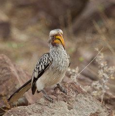 Yellow-Billed Hornbill in Kruger National Park, South Africa