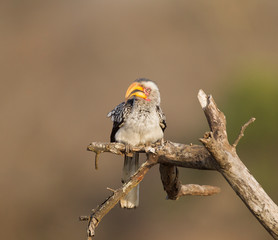 Yellow-Billed Hornbill in Kruger National Park, South Africa