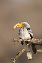 Yellow-Billed Hornbill in Kruger National Park, South Africa