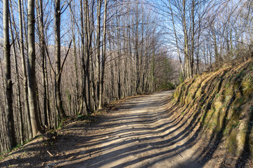 Árboles de invierno