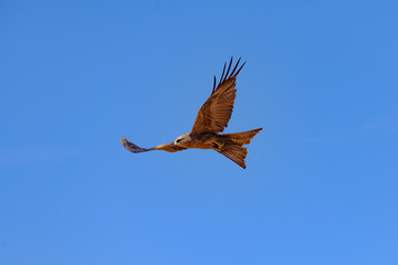 Brown Falcon in flight, Australia.
