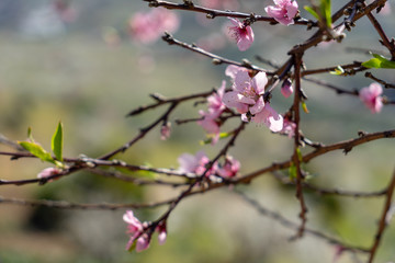 Fototapeta na wymiar Cerezo en flor