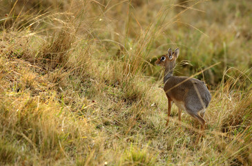 A Krik dik dik antelope at Masai Mara grassland, Kenya