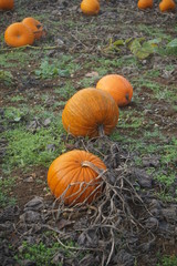 Pumpkins on a field