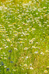 Fototapeta premium Abundance of wild flowersin bush land close to Alice Springs, Northern Territory, Australia.