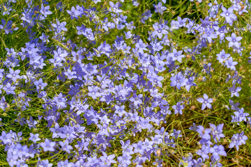 Obraz premium Small blue wildflowers in bloom, Australia.