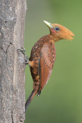 Chestnut-colored woodpecker on tree trunk