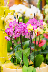 Orchid flower. Phalaenopsis orchid. beautiful flowers
