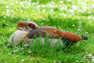 Egyptian goose (alopochen aegyptiaca) trying to sleep on a grass meadow