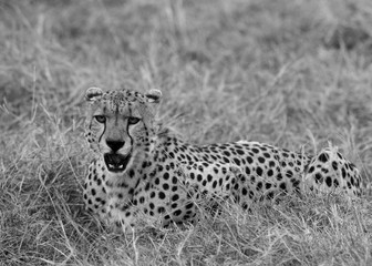 Closeup of a Cheetah after taking a meal in the evening hours, Masai Mara, Kenya