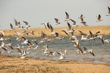 a flock of seagulls flies from the shore above the water