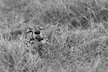 Closeup of a Cheetah after taking a meal in the evening hours, Masai Mara, Kenya