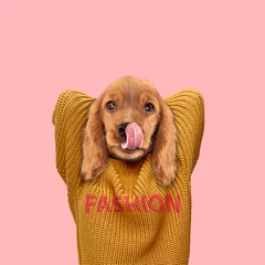 Hund mit dem schlanken weiblichen Körper im Pullover auf korallenrotem Hintergrund. Feminine, wilde Natur. Negativer Platz zum Einfügen Ihres Textes. Modernes Design. Collage zeitgenössischer Kunst. Konzept der Schönheit der Natur und © master1305
