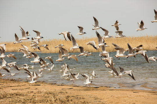 a flock of seagulls flies from the shore above the water © adydyka2780