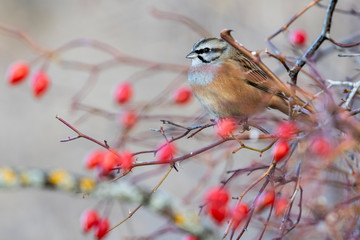 Bunting (Emberiza cia) in autumn perched on a branch of wild rose with red berries - obrazy, fototapety, plakaty