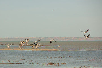 A colony of pelicans.ducks and gulls enjoying the afternoon sun on a sandy island in the Aral sea