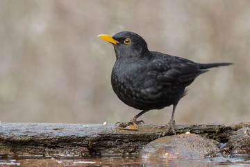 European male blackbird (Turdus merula) posing on a rock at the edge of a stream