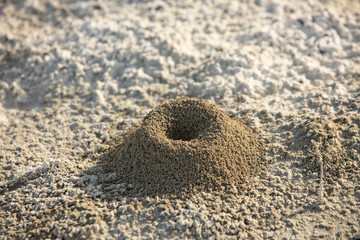 a small anthill on the sand in the desert of sand.in the wilderness - obrazy, fototapety, plakaty