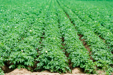 Potatoes plantations grow in the field. Vegetable rows. Farming, agriculture.