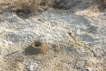 a small anthill on the sand in the desert of sand.in the wilderness