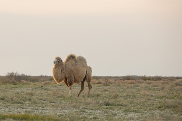 Wild camel standing to eat hay on a meadow .the most grueling animal in the world