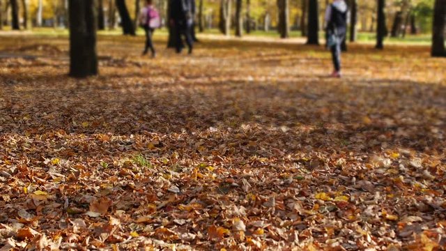 Children go to school through the autumn park. Leaf fall in a town in sunny day. Beautiful nature