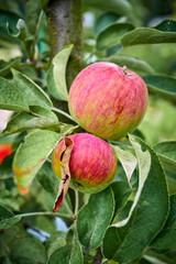 Ripe apples on a branch. Close-up view