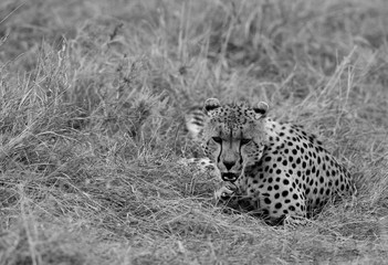Closeup of a Cheetah after taking a meal in the evening hours, Masai Mara, Kenya