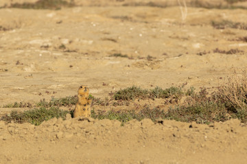 Speckled ground squirrel. Spermophilus suslicus. Wild animal in spring.