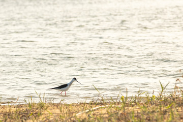 White-tailed Sandpiper Calidris temminckii — Kulik, the size of a Sparrow bird from the snipe family
