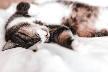 cat sleeps sweetly and happily, rests, relaxes