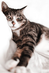 cat sleeps sweetly and happily, rests, relaxes