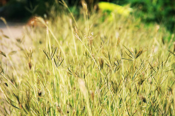 Golden grass flowers in the garden