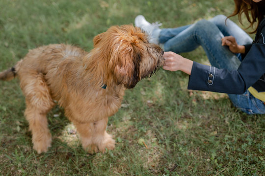 A puppy briard and his owner on the middow in the summer