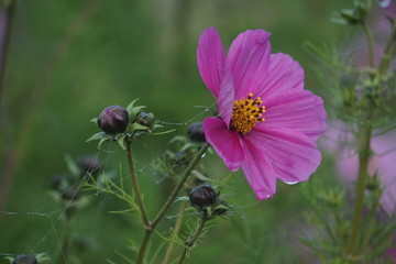 Cosmos in late autumn