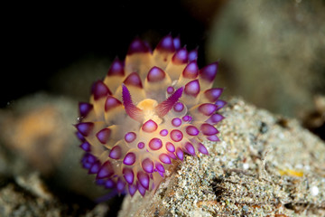 Sea slugs, Janolus sp1