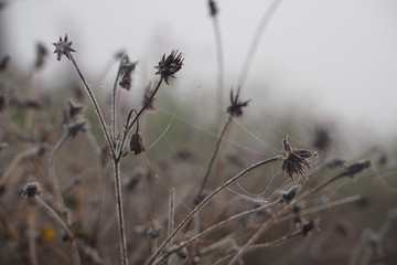 Dried flowers