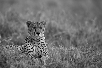 Fototapeta na wymiar A portrait of a Cheetah, Masai mara, Kenya