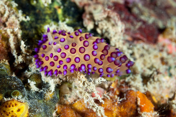 Sea slugs, Janolus sp1