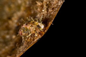 Yellow abalone crawling over leaf