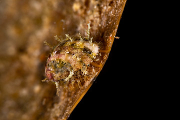Yellow abalone crawling over leaf