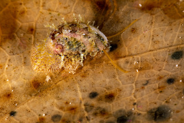 Yellow abalone crawling over leaf