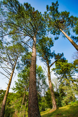 Fototapeta premium Beautiful forest with different trees