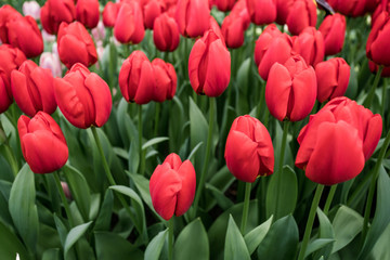 colorful tulips flowering on background