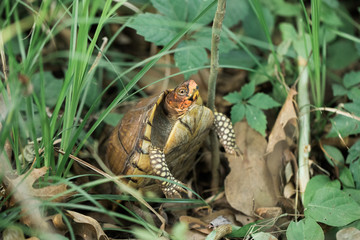 Tortoise 